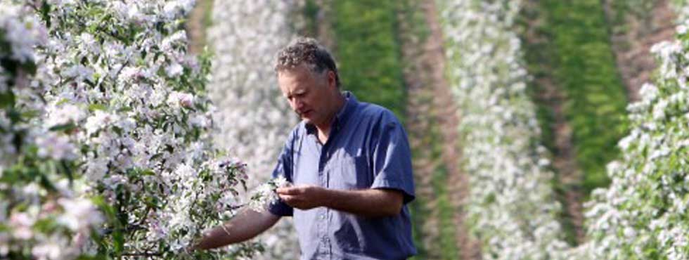 Michael Bentley with apple blossom