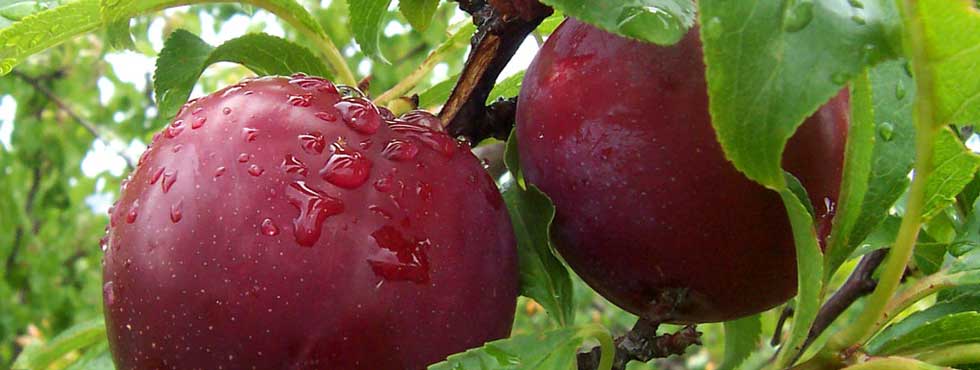 Orchard plums