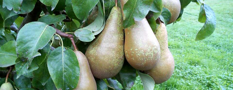 Bentleys Castle Fruit Farm Pears 2