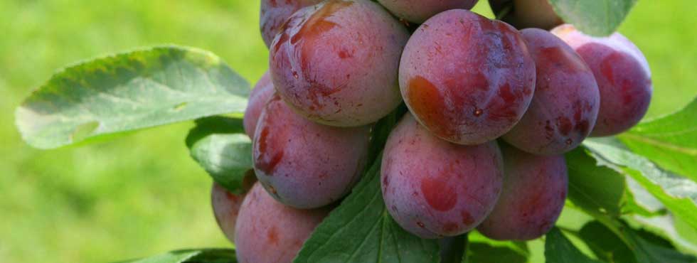 Bentleys Castle Fruit Farm Plums