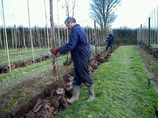 Castle Fruit Farm Manager planting new Conference pears